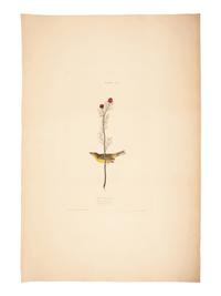 AUDUBON, John James (1785-1851).
