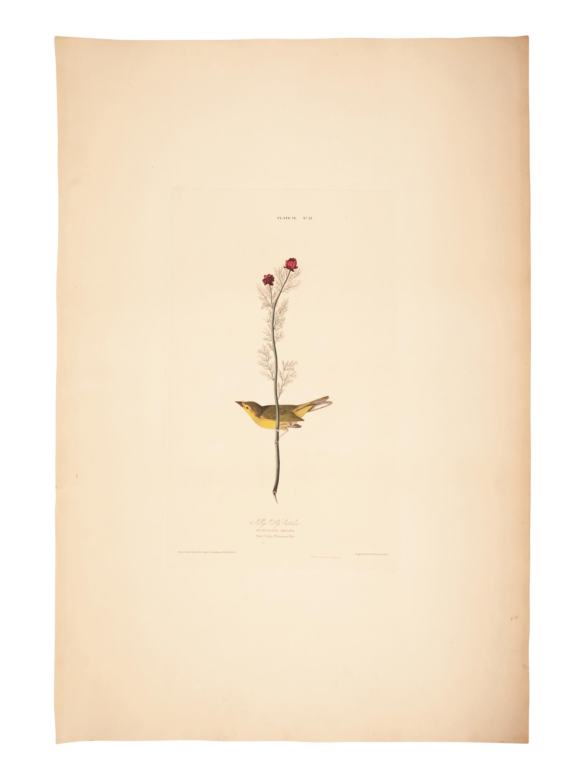 AUDUBON, John James (1785-1851).