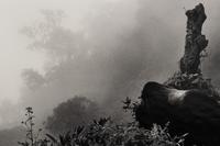Sebastião Salgado (born 1944) Ubumbwe (Silverback mountain gorilla – leader of the Amahoro group) in Mist over the Forest of the Bisoke Volcano, Rwanda, from "Genesis," 2004