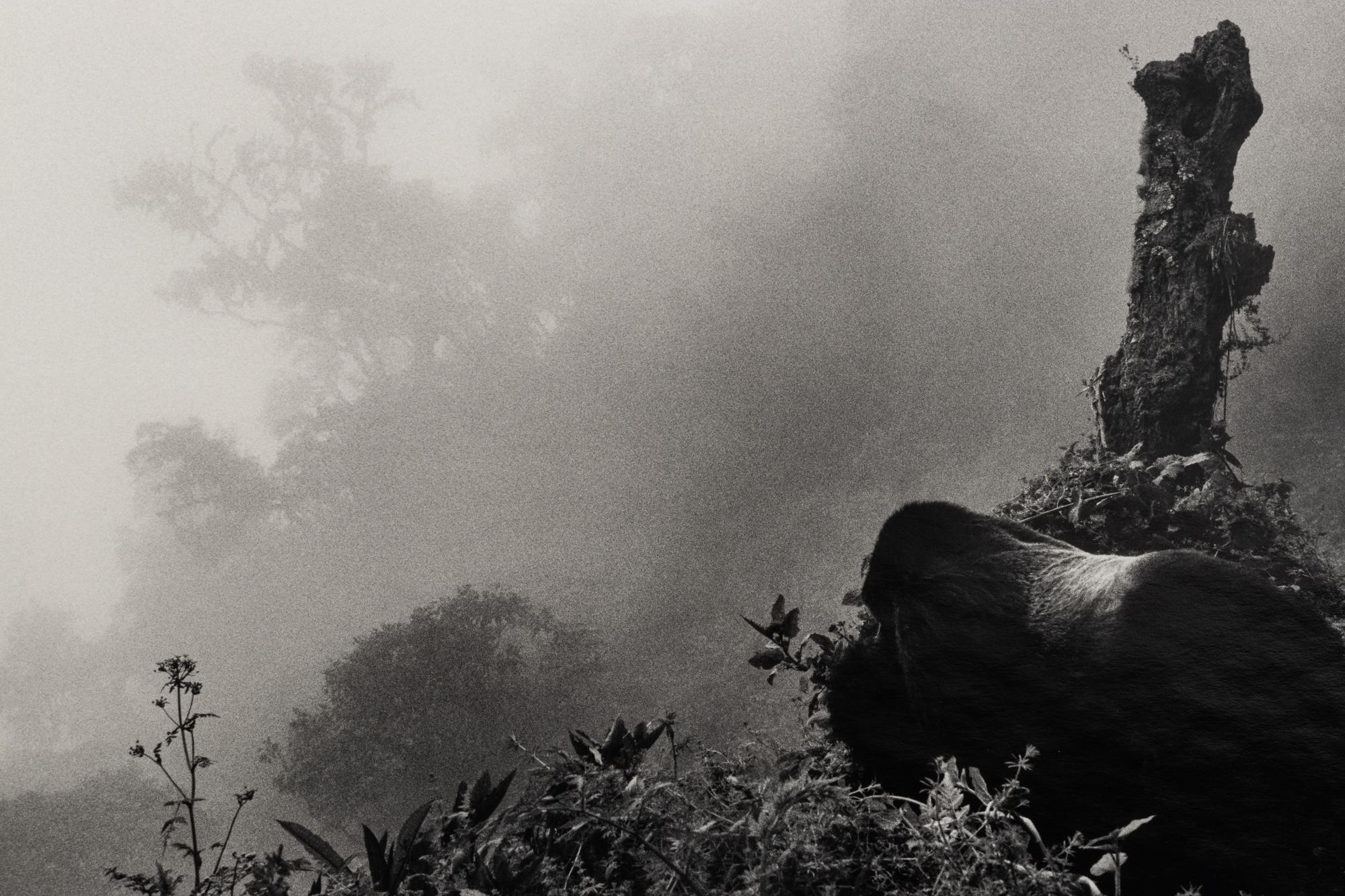 Sebastião Salgado (born 1944) Ubumbwe (Silverback mountain gorilla – leader of the Amahoro group) in Mist over the Forest of the Bisoke Volcano, Rwanda, from "Genesis," 2004