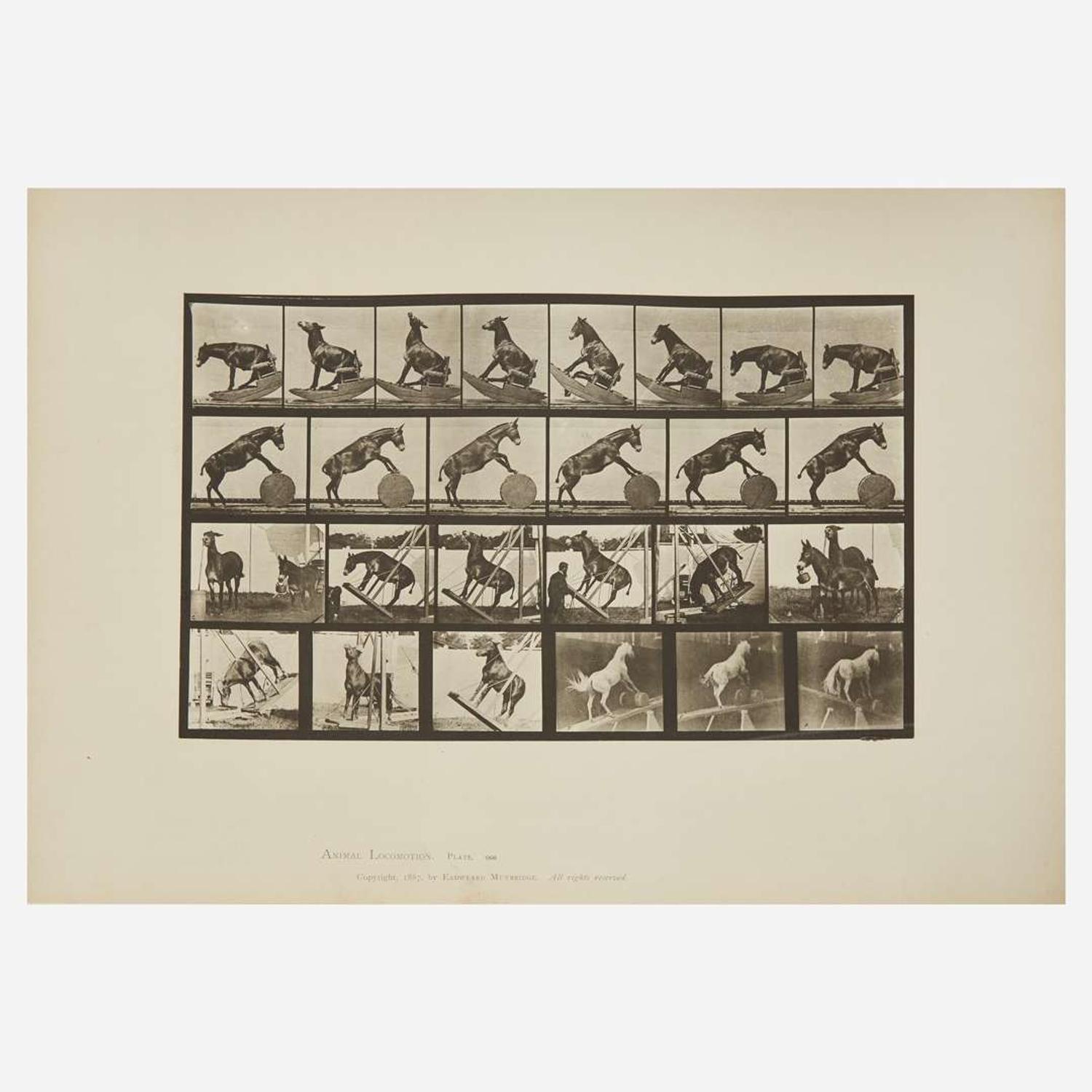 [Photography] Muybridge, Eadweard Collection of 111 Plates from "Animal Locomotion. An Electro-Photographic Investigation of Consecutive Phases of Animal Movements. 1872-1885"