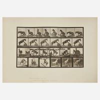 [Photography] Muybridge, Eadweard Collection of 111 Plates from "Animal Locomotion. An Electro-Photographic Investigation of Consecutive Phases of Animal Movements. 1872-1885"