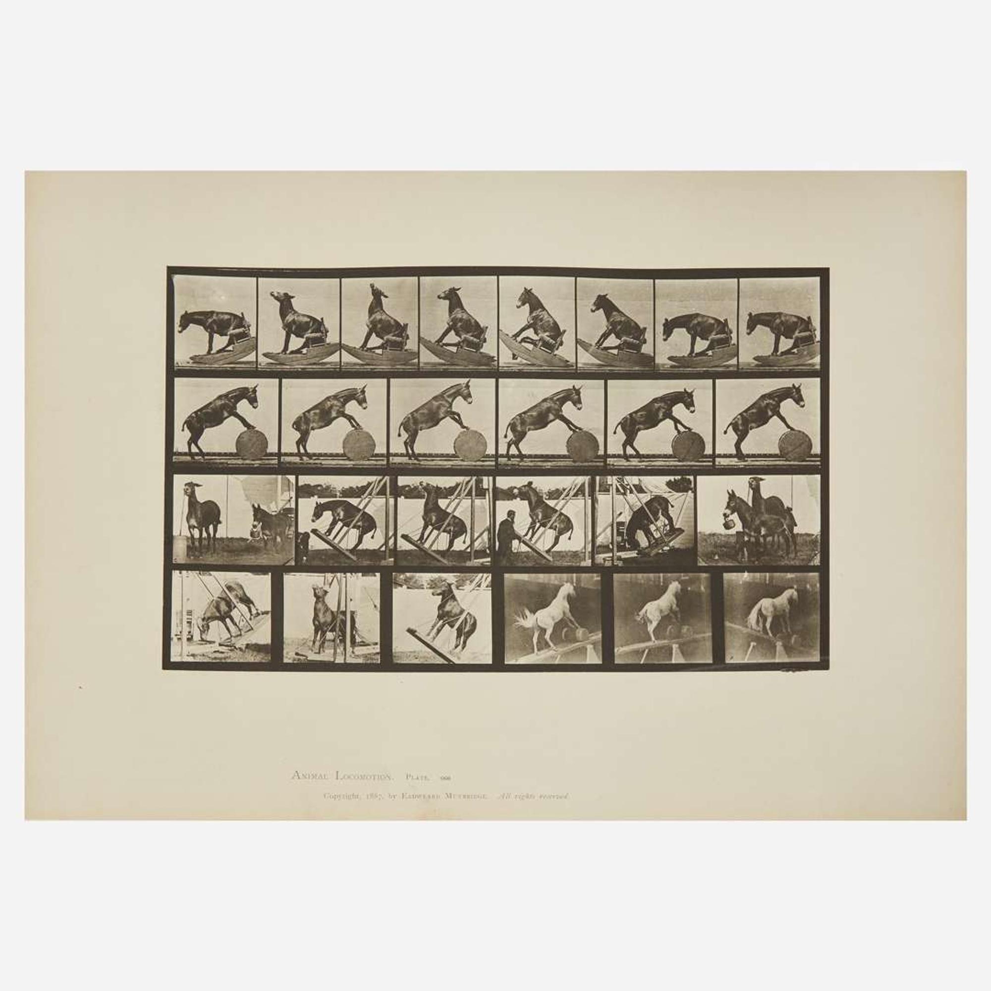 [Photography] Muybridge, Eadweard Collection of 111 Plates from "Animal Locomotion. An Electro-Photographic Investigation of Consecutive Phases of Animal Movements. 1872-1885"