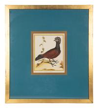 Four Bird Prints after Francoise Martinet's Histoire Naturelle Des Oiseaux — 20TH CENTURY