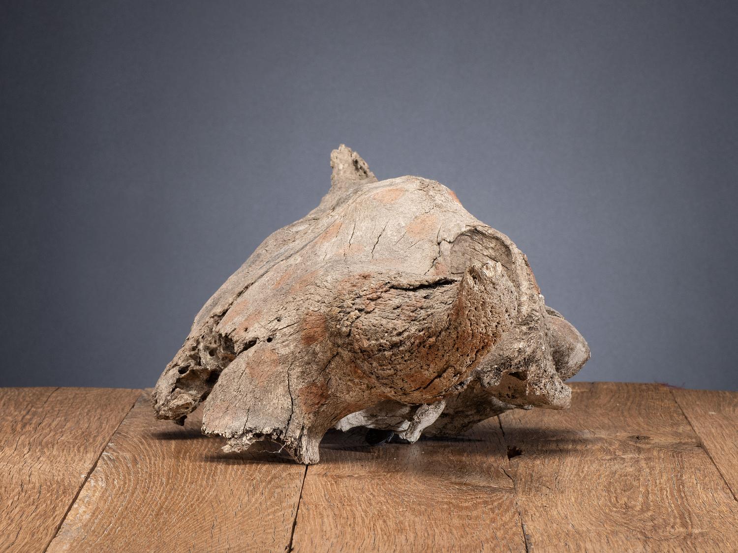 Plains Painted Bison Skull