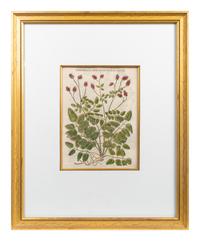 A Group of Eight Hand Colored Engravings Possibly After Matthias de l'Obel — 19TH CENTURY