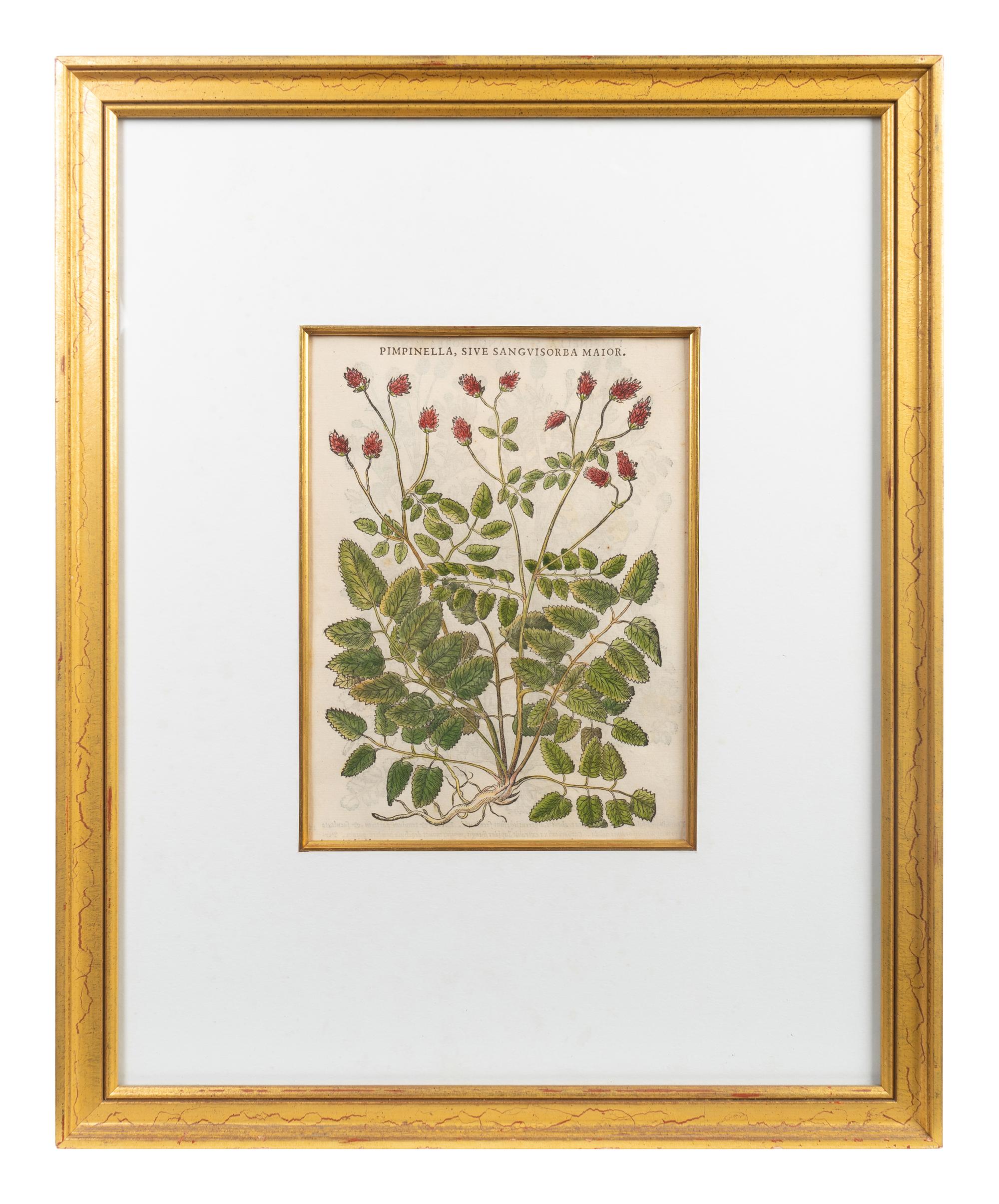 A Group of Eight Hand Colored Engravings Possibly After Matthias de l'Obel — 19TH CENTURY