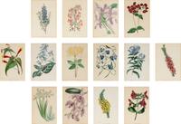 A Collection of Fourteen English Hand-Colored Botanical Engravings
