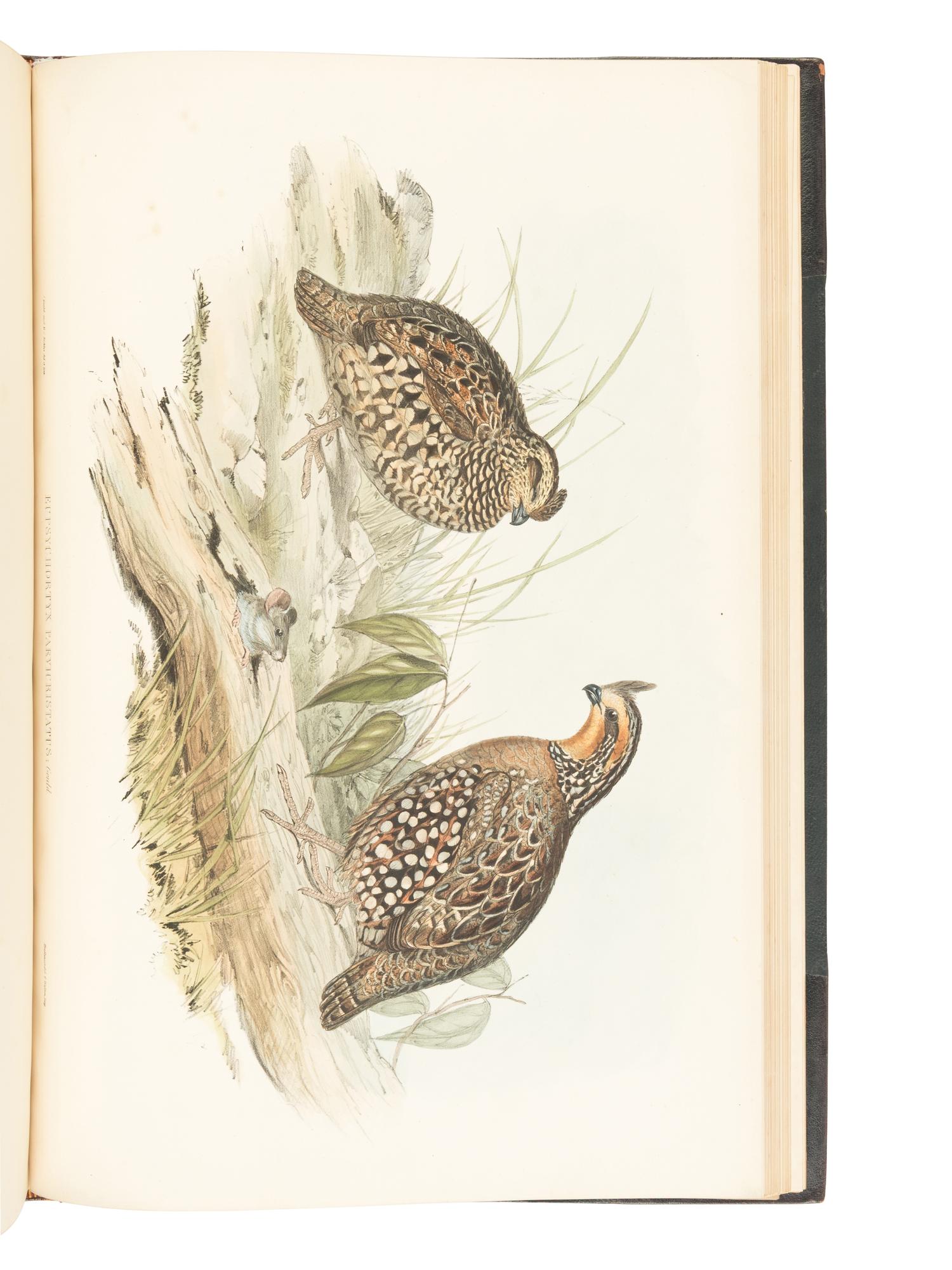 [NATURAL HISTORY]. GOULD, John (1804-1881). A Monogr a ph of the Odontophorin a e, or P a rtridges of A meric a . London: Richard and John E. Taylor for the Author, [1844]-1850.