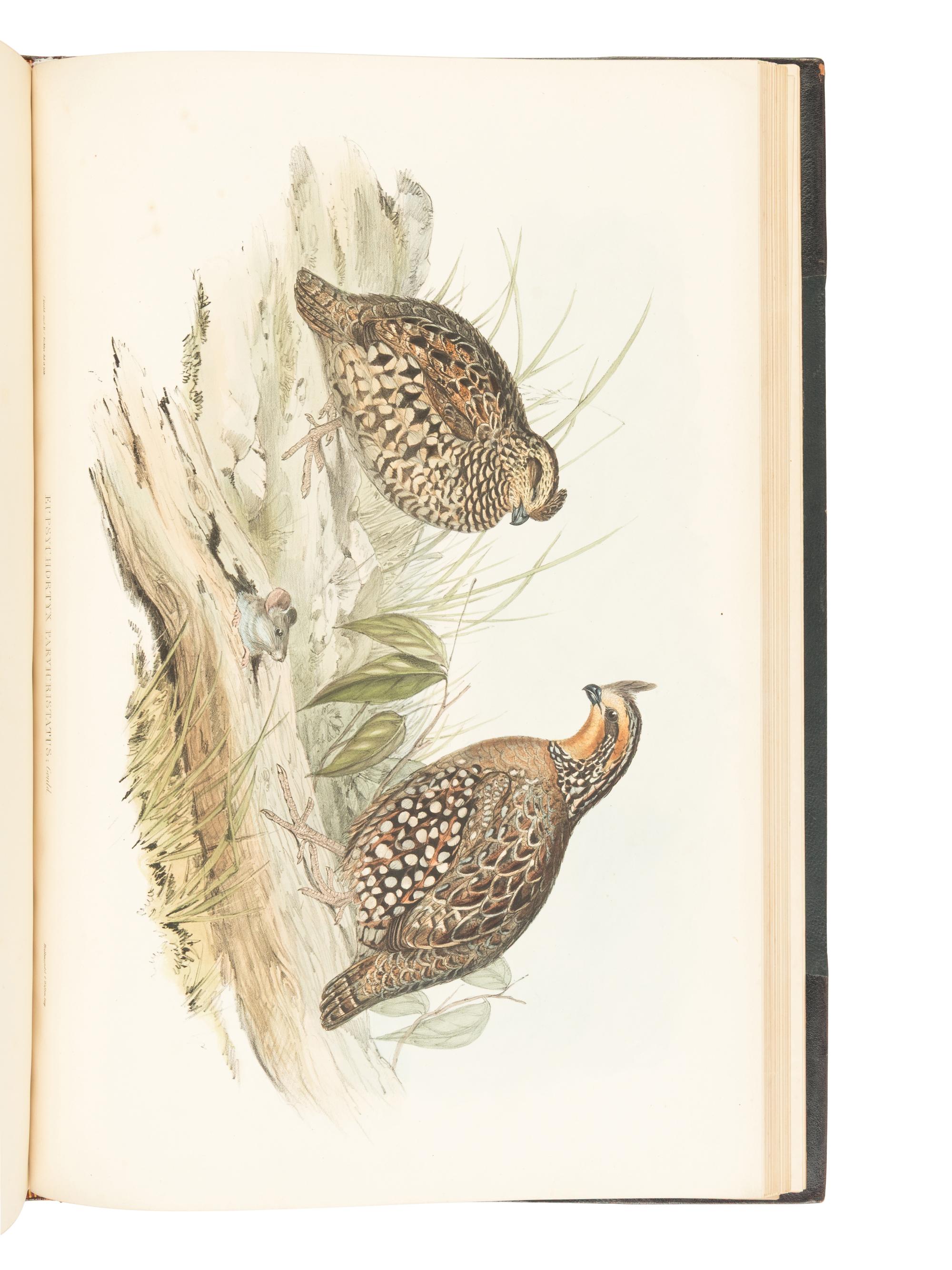 [NATURAL HISTORY]. GOULD, John (1804-1881). A Monogr a ph of the Odontophorin a e, or P a rtridges of A meric a . London: Richard and John E. Taylor for the Author, [1844]-1850.