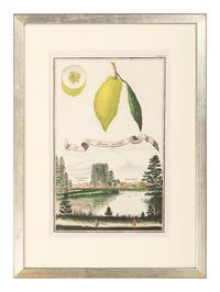 Six Hand-Colored Citrus Fruit Engravings