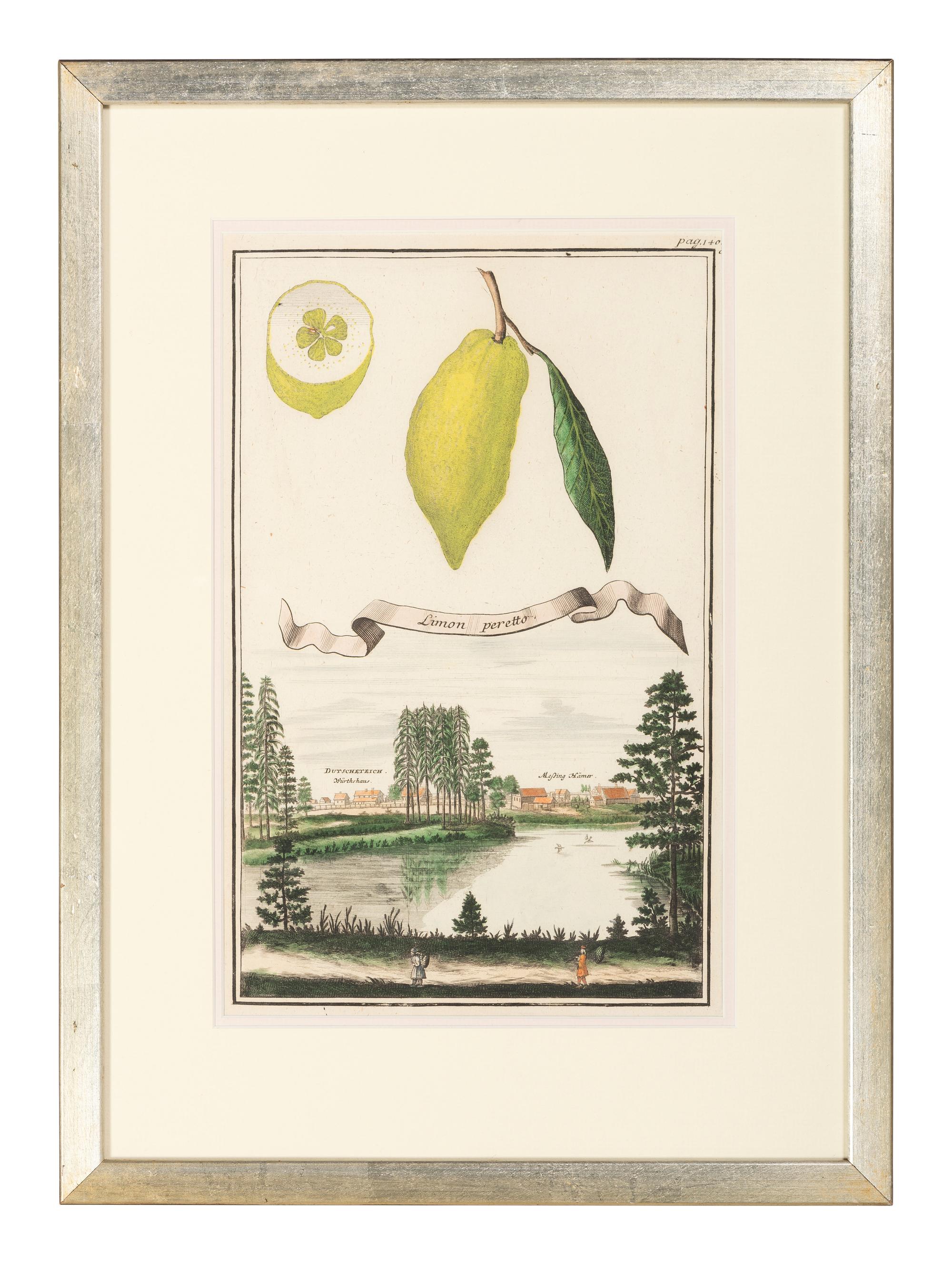 Six Hand-Colored Citrus Fruit Engravings