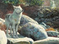 Eastern Timber Wolf , 1999