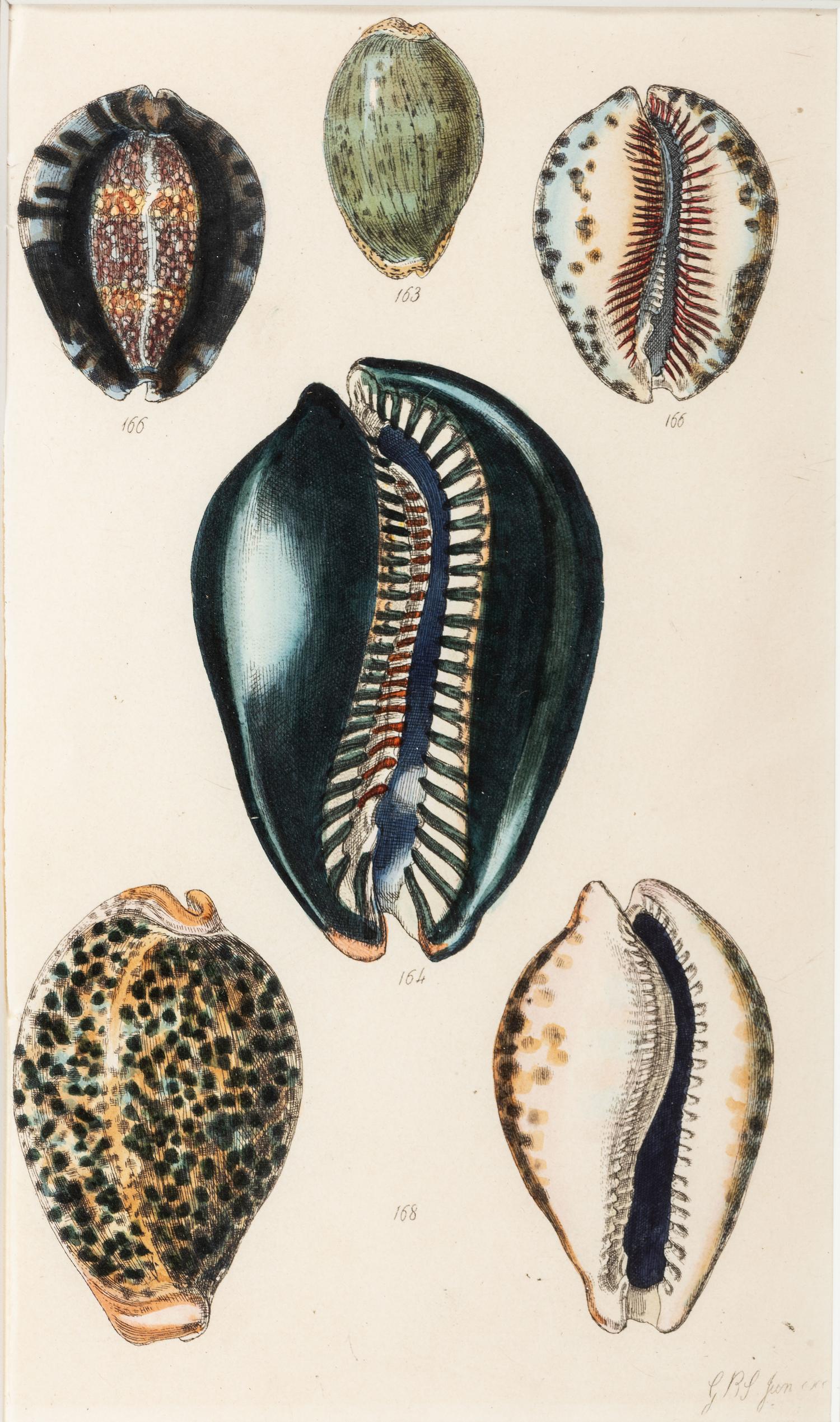 Thirteen Hand-Colored Shell Engravings