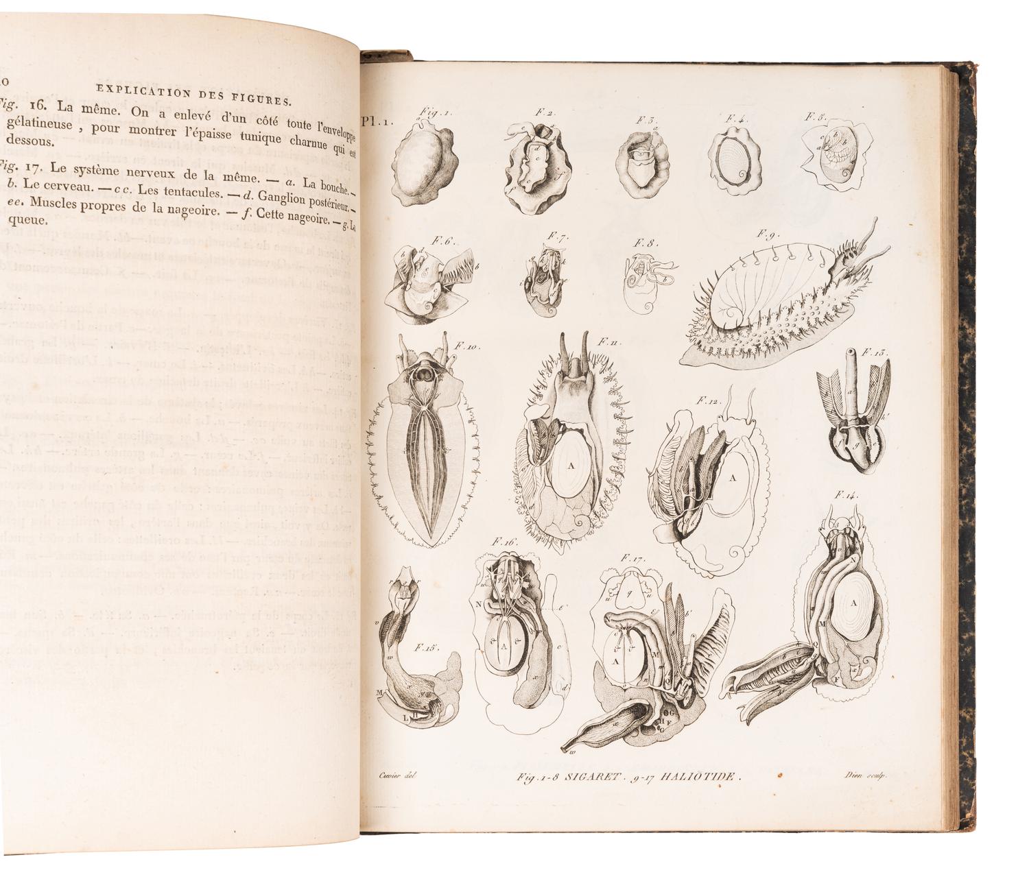 CUVIER, Georges L. C., Baron (1769-1832). A sammelband of 16 articles originally appearing in the Annales du Museum d'Histoire Naturelle . Paris, ca 1802-1815. Comprising: