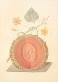 Two George Brookshaw Pomona Britanica Plates