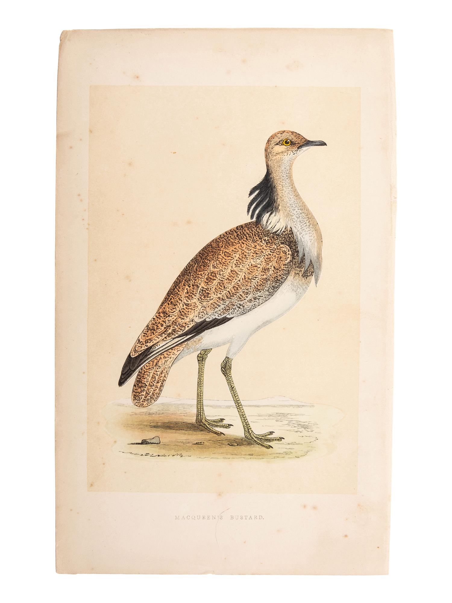 A Collection of Engravings from A History of British Birds , Rev. Francis Orpen Morris (Irish, 1810-1893)