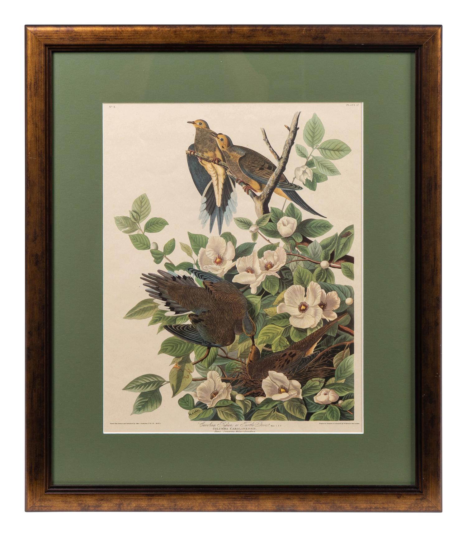 Thirteen Birds of America Prints and an Arthur Singer print of Woodpeckers, Honeyguides and Barbets