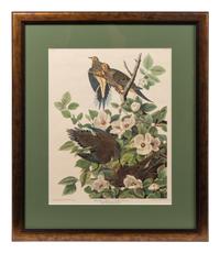 Thirteen Birds of America Prints and an Arthur Singer print of Woodpeckers, Honeyguides and Barbets