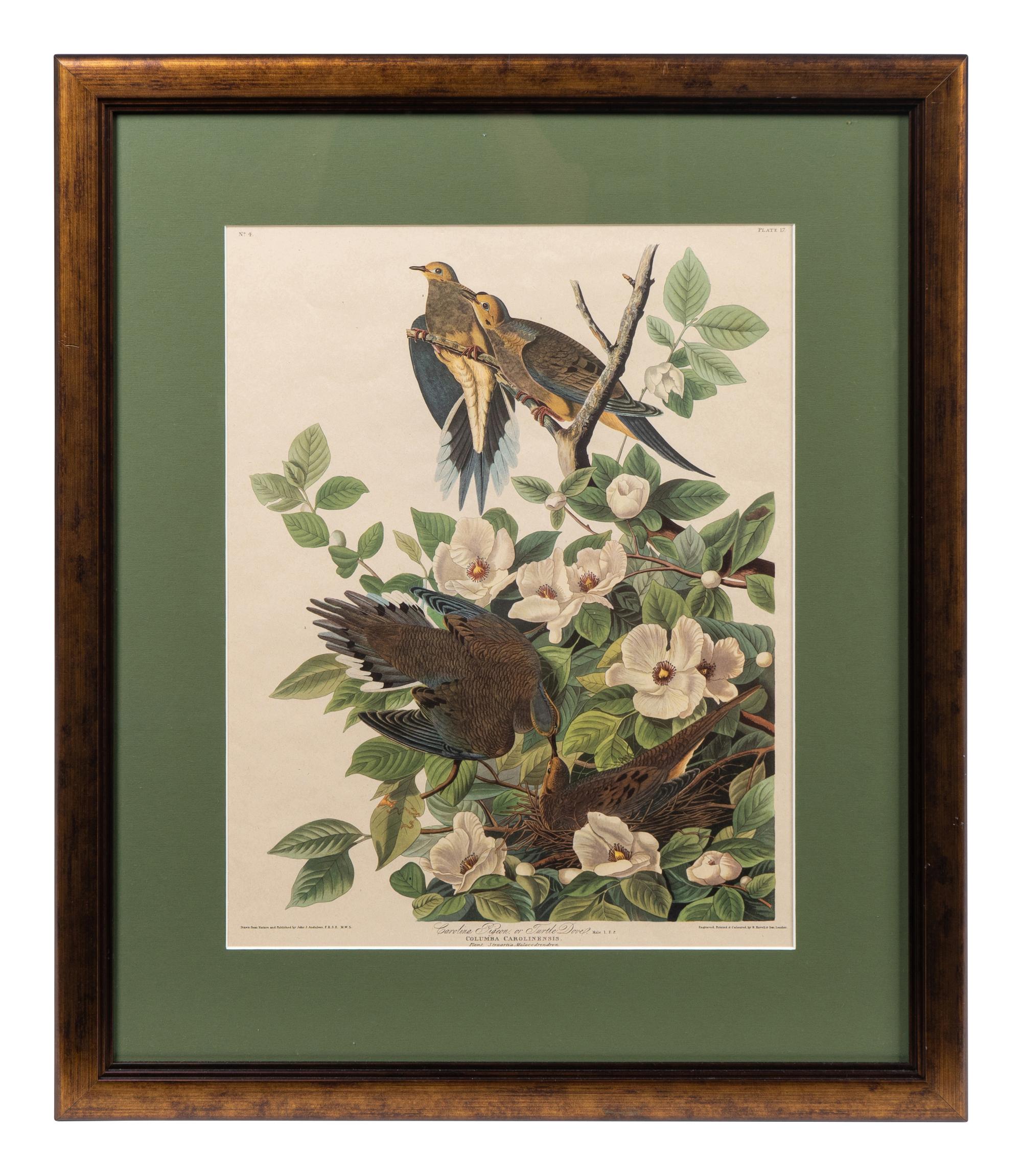 Thirteen Birds of America Prints and an Arthur Singer print of Woodpeckers, Honeyguides and Barbets