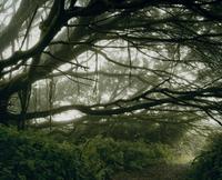 Mist Shrouded Trees, Ascension Island: The Panopticon , 2003