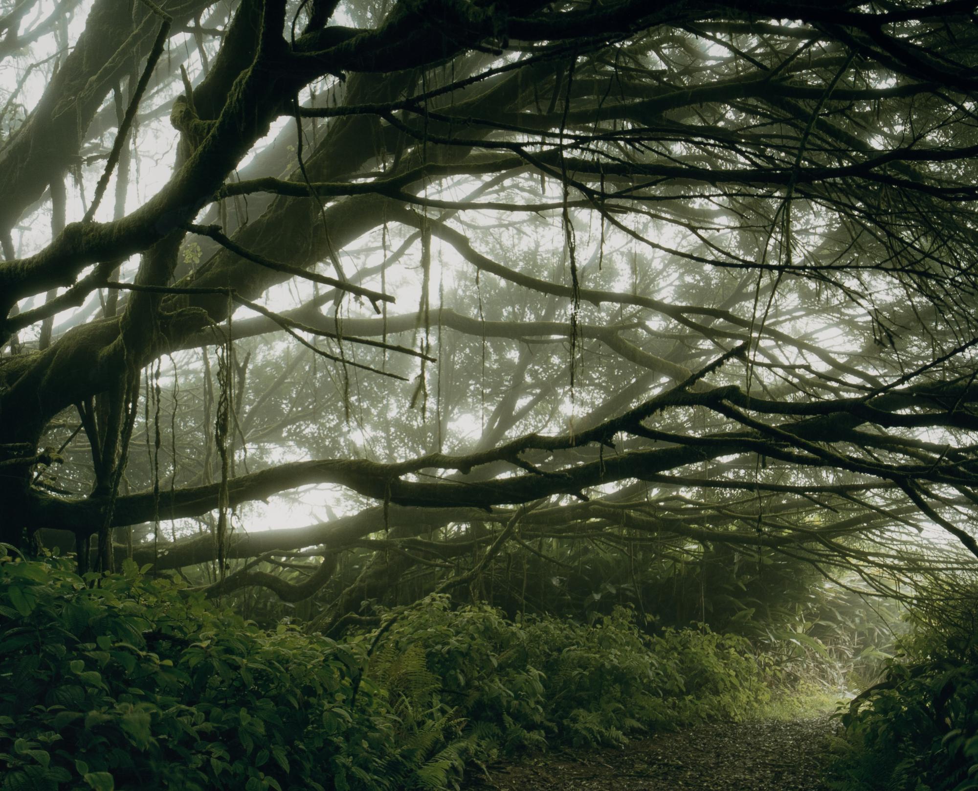 Mist Shrouded Trees, Ascension Island: The Panopticon , 2003