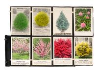 [FLOWERING PLANTS]. A group of 10 works, including: