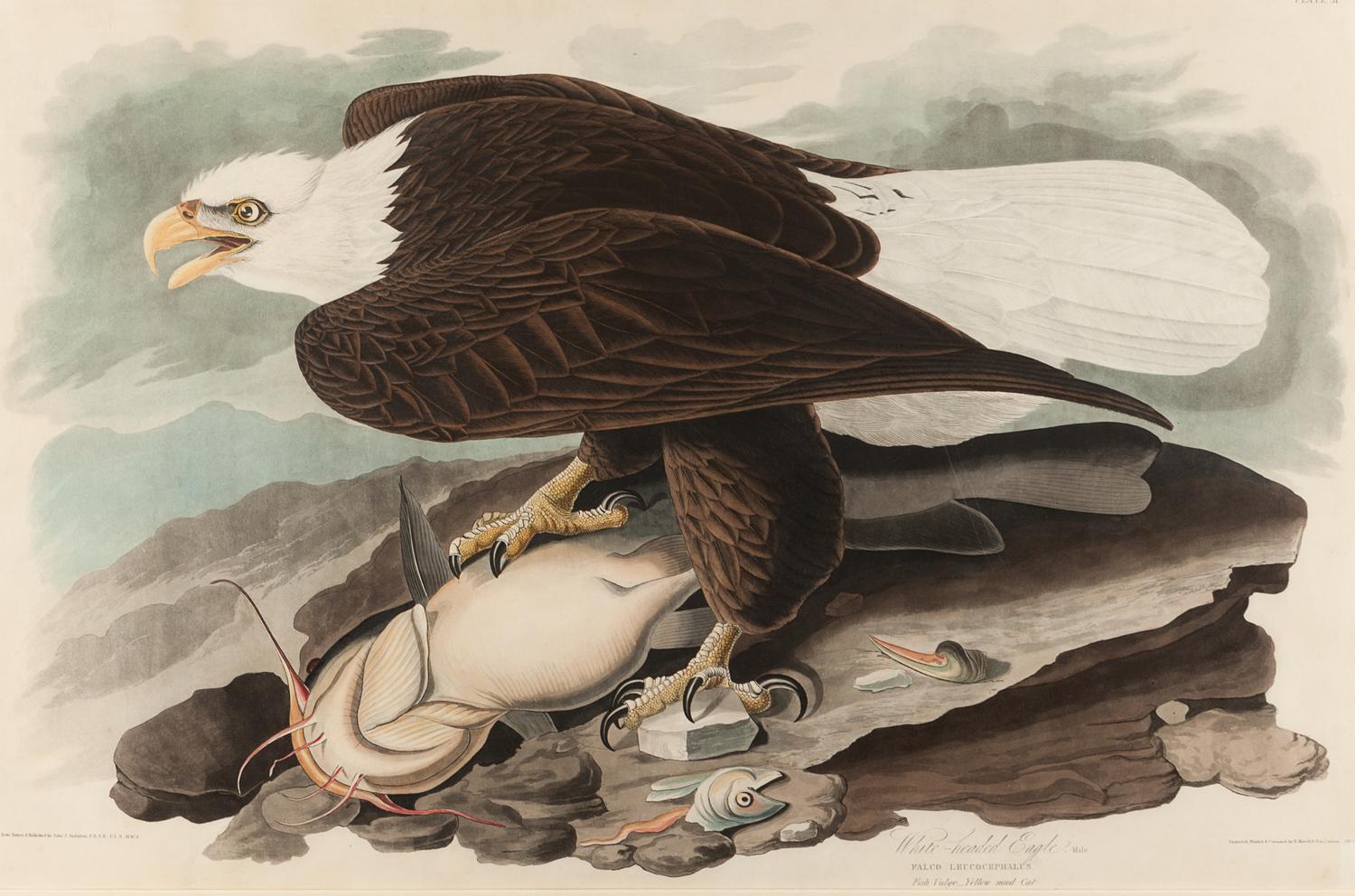 AUDUBON, John James (1785-1851).