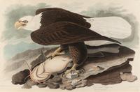 AUDUBON, John James (1785-1851).
