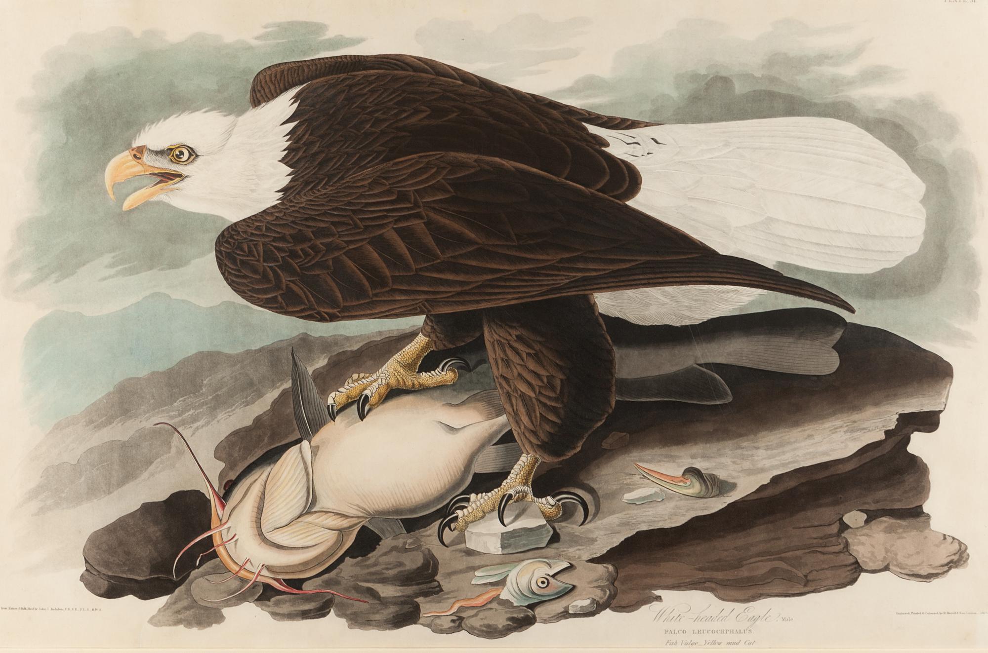 AUDUBON, John James (1785-1851).