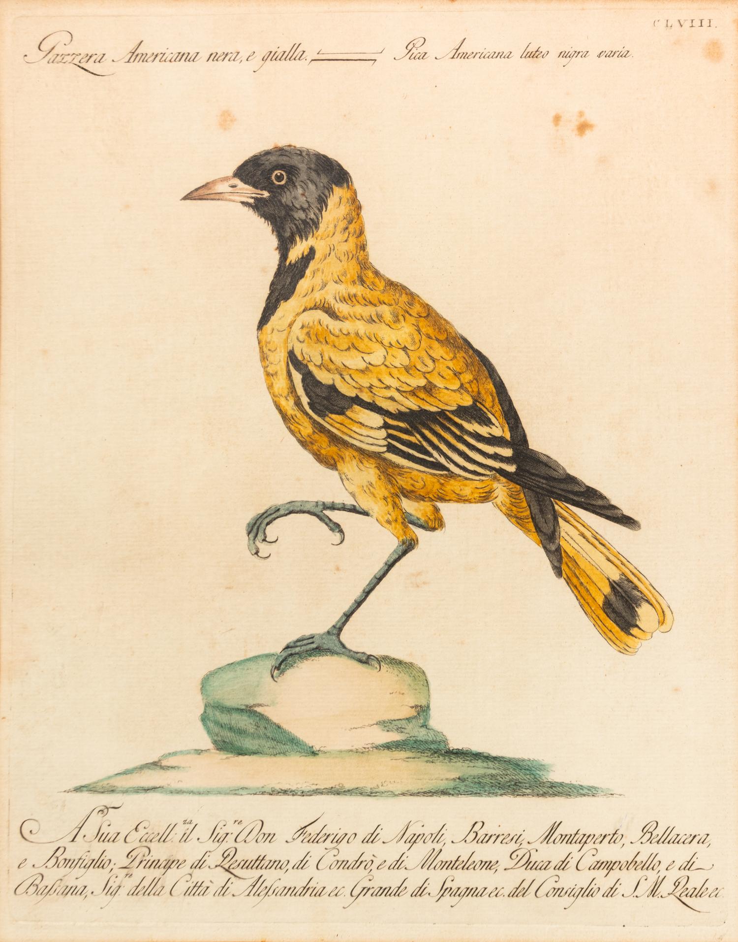 Two Italian Hand-Colored Bird Engravings — 19TH CENTURY