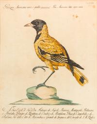 Two Italian Hand-Colored Bird Engravings — 19TH CENTURY