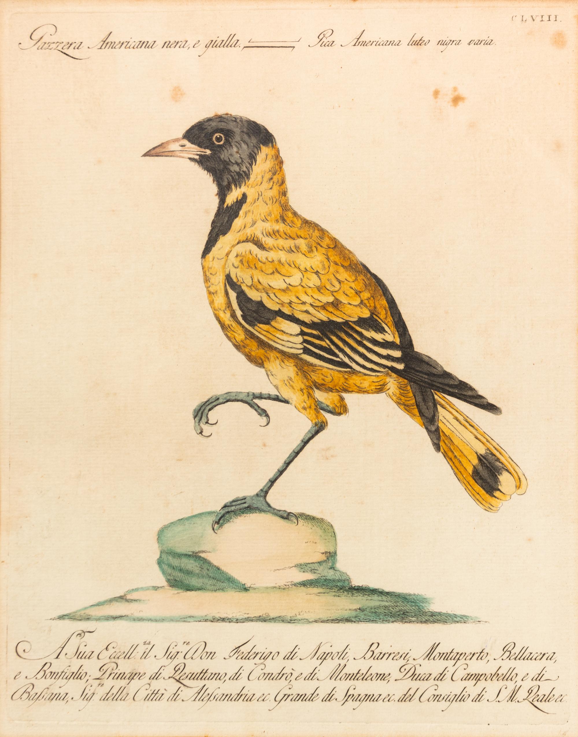 Two Italian Hand-Colored Bird Engravings — 19TH CENTURY