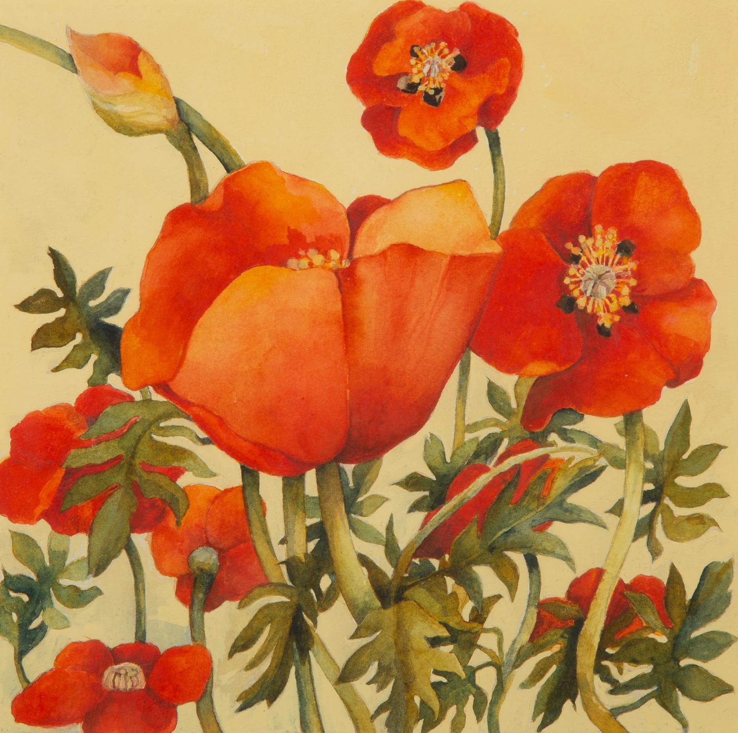 Poppies