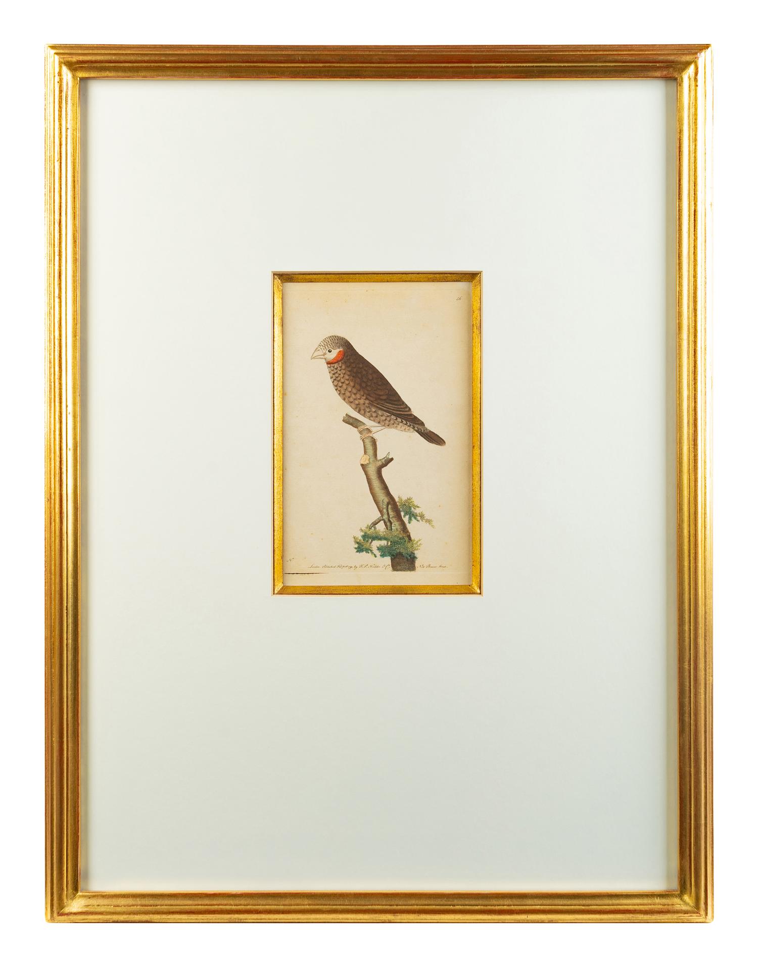 A Set of Four Hand-Colored Orinithological Engravings After Frederick Nodder — 19TH CENTURY