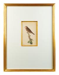 A Set of Four Hand-Colored Orinithological Engravings After Frederick Nodder — 19TH CENTURY