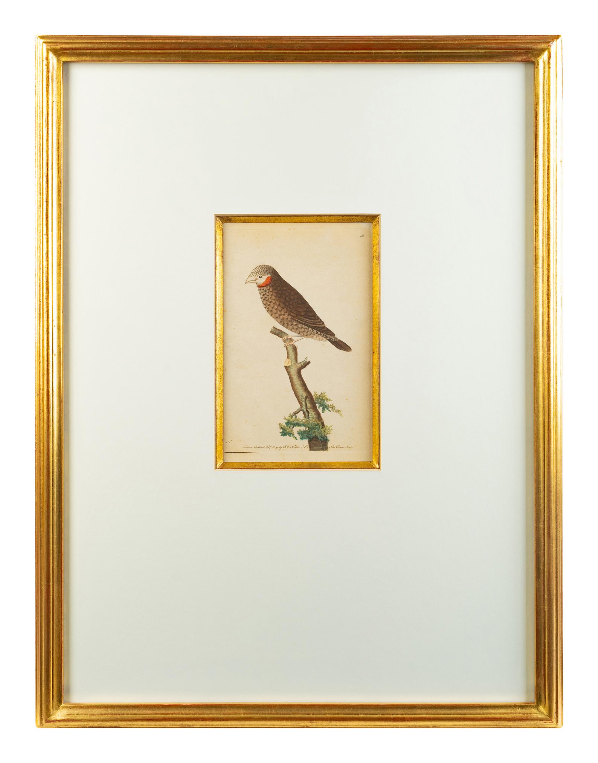 A Set of Four Hand-Colored Orinithological Engravings After Frederick Nodder — 19TH CENTURY
