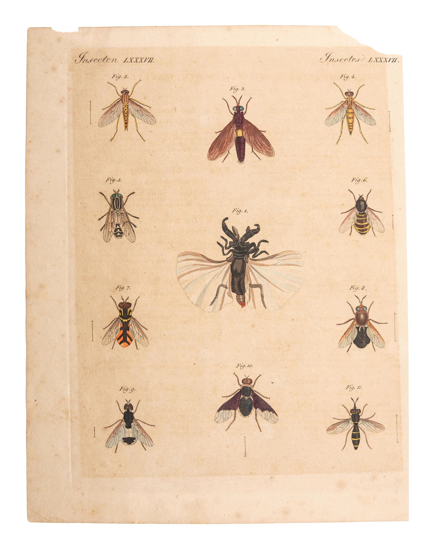 A Collection of Ornithology and Entomology Prints