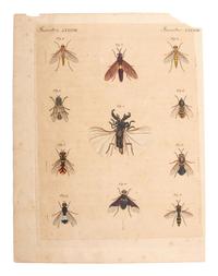 A Collection of Ornithology and Entomology Prints