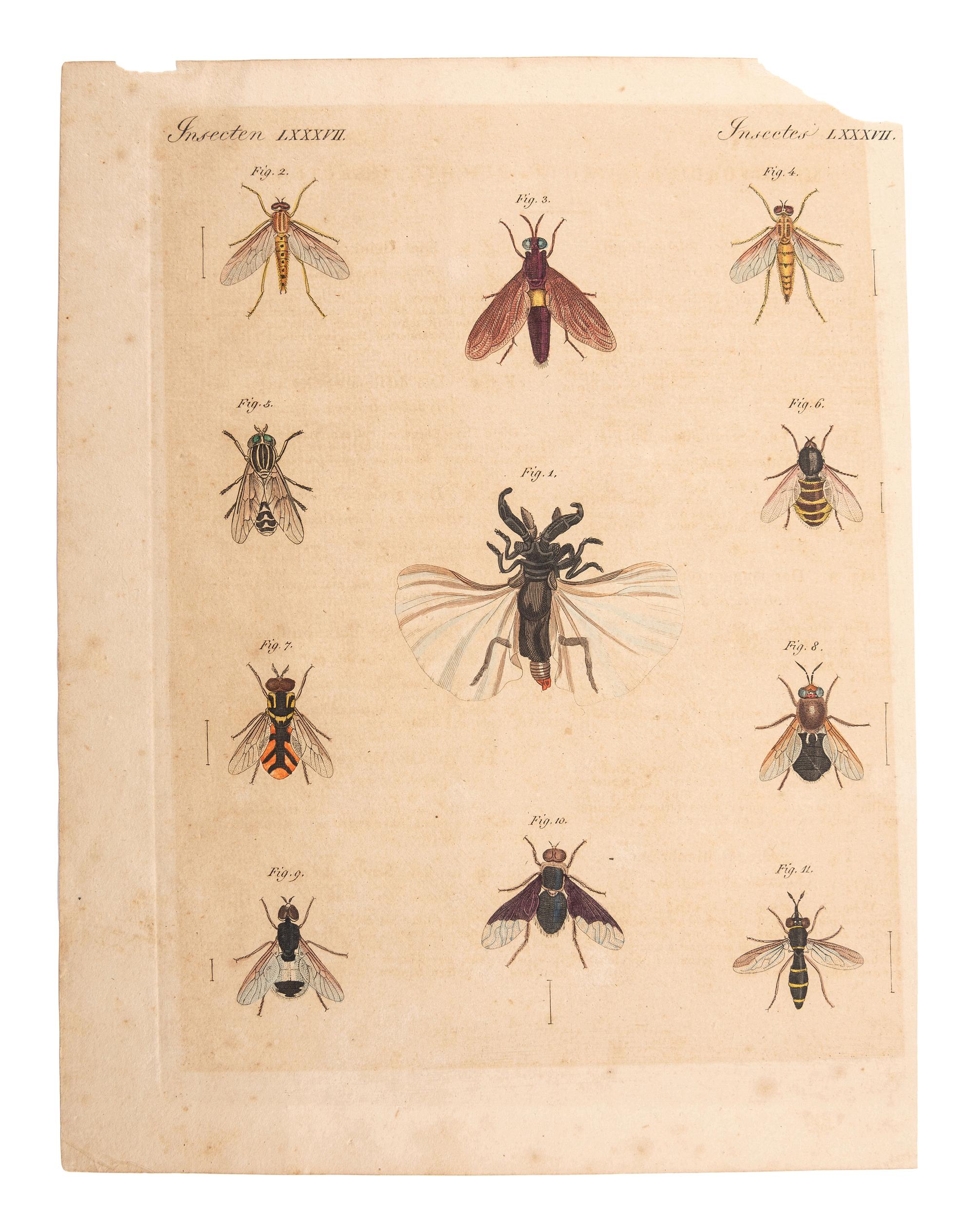 A Collection of Ornithology and Entomology Prints