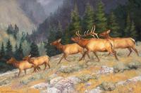 Bull Elk and His Harem