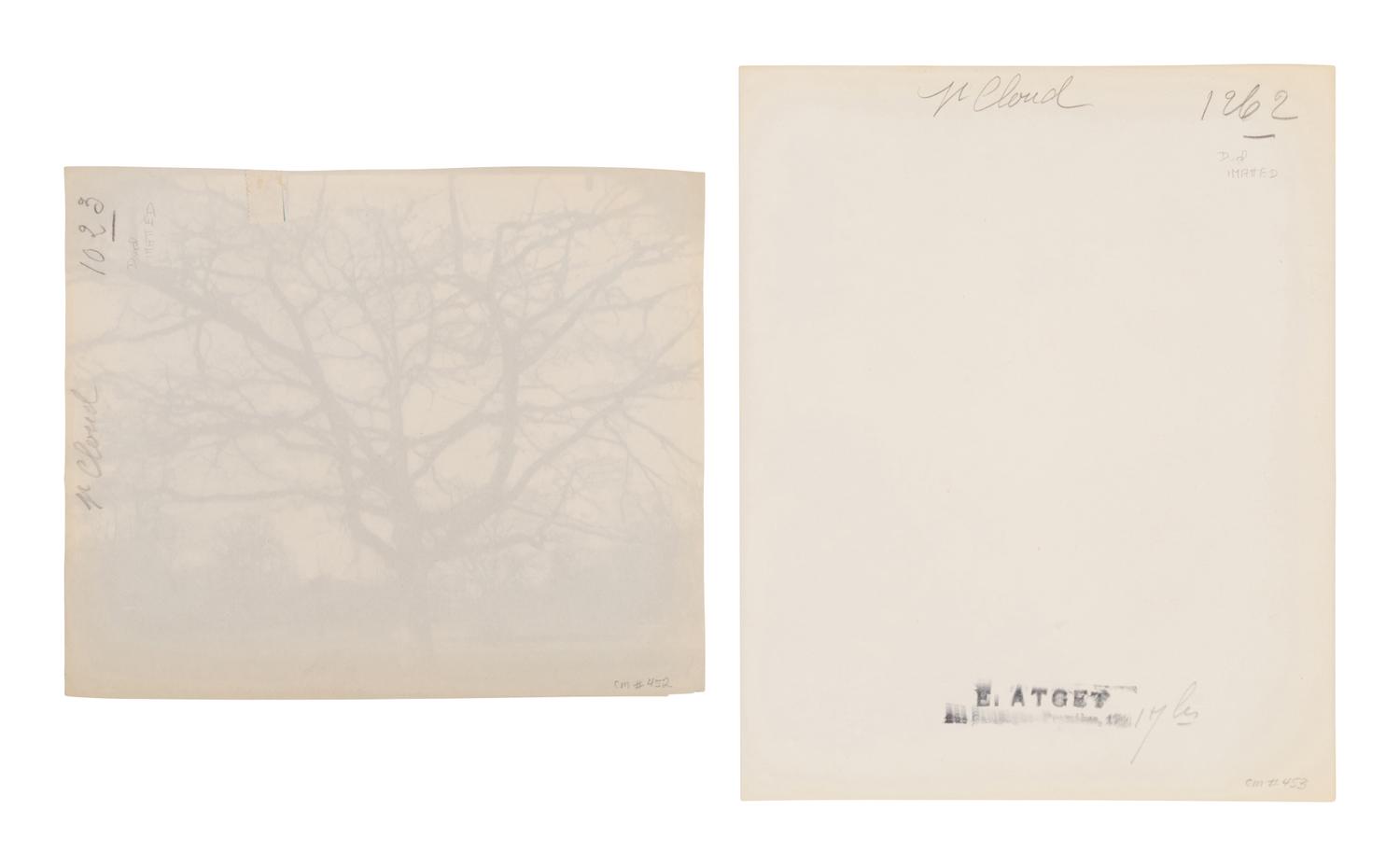 A pair of photographs depicting trees, Saint-Cloud ( Saint-Cloud [chene], 1921; Saint-Cloud [19h matin, mars 1926] , 1926)