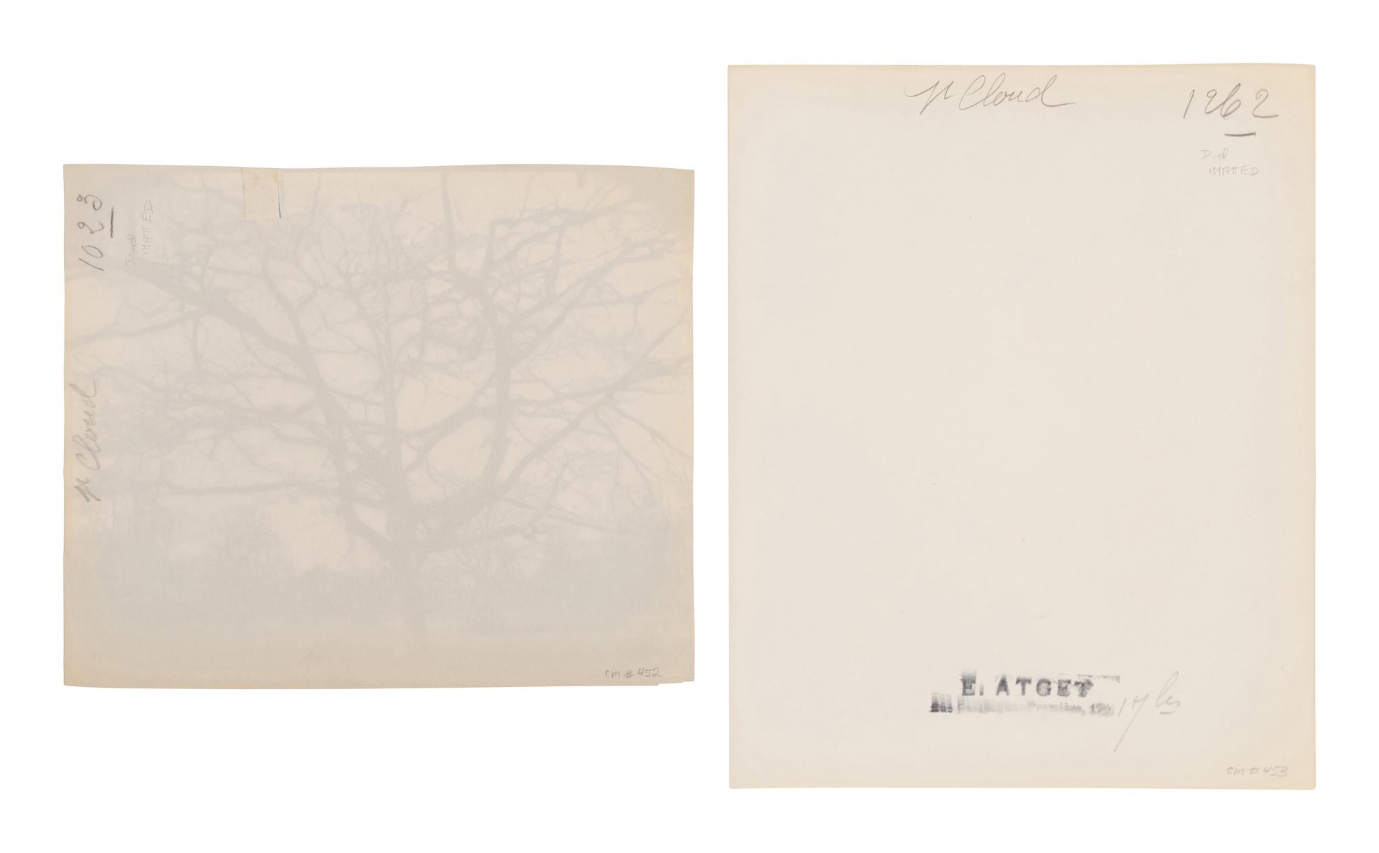 A pair of photographs depicting trees, Saint-Cloud ( Saint-Cloud [chene], 1921; Saint-Cloud [19h matin, mars 1926] , 1926)