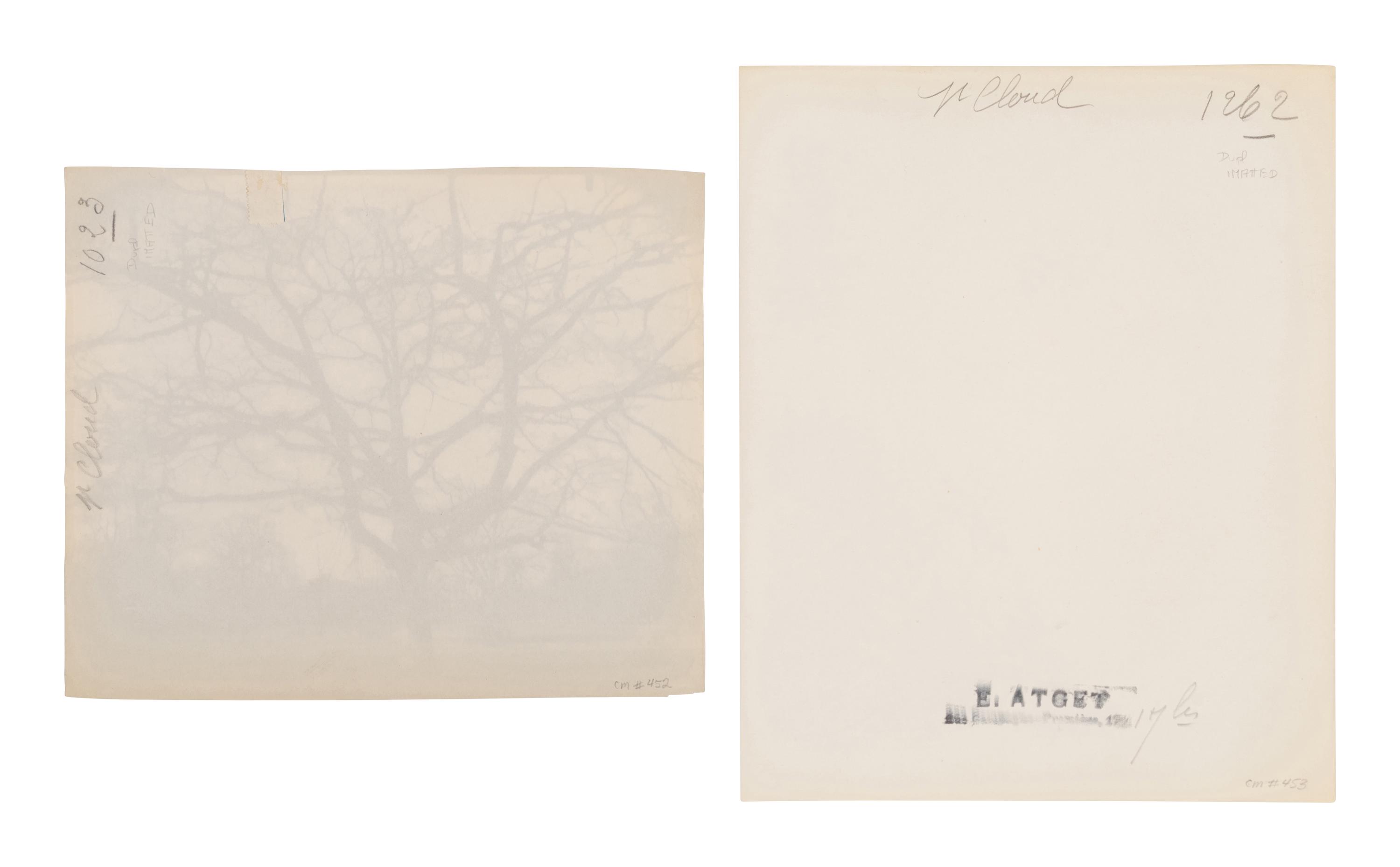 A pair of photographs depicting trees, Saint-Cloud ( Saint-Cloud [chene], 1921; Saint-Cloud [19h matin, mars 1926] , 1926)