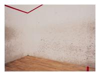 Squash 01