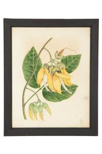A Set of Eighteen Framed English Botanical Watercolor Illustrations