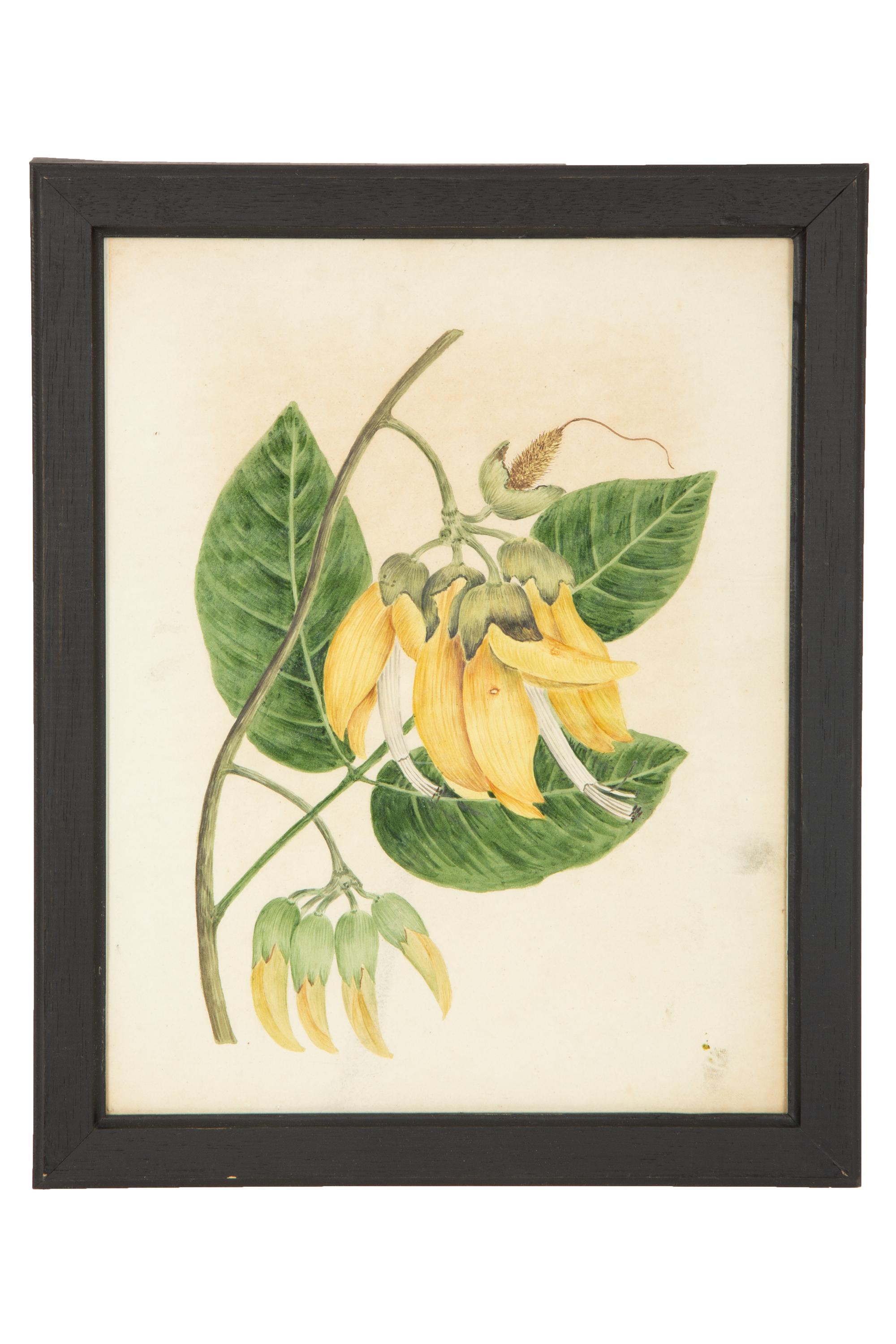 A Set of Eighteen Framed English Botanical Watercolor Illustrations