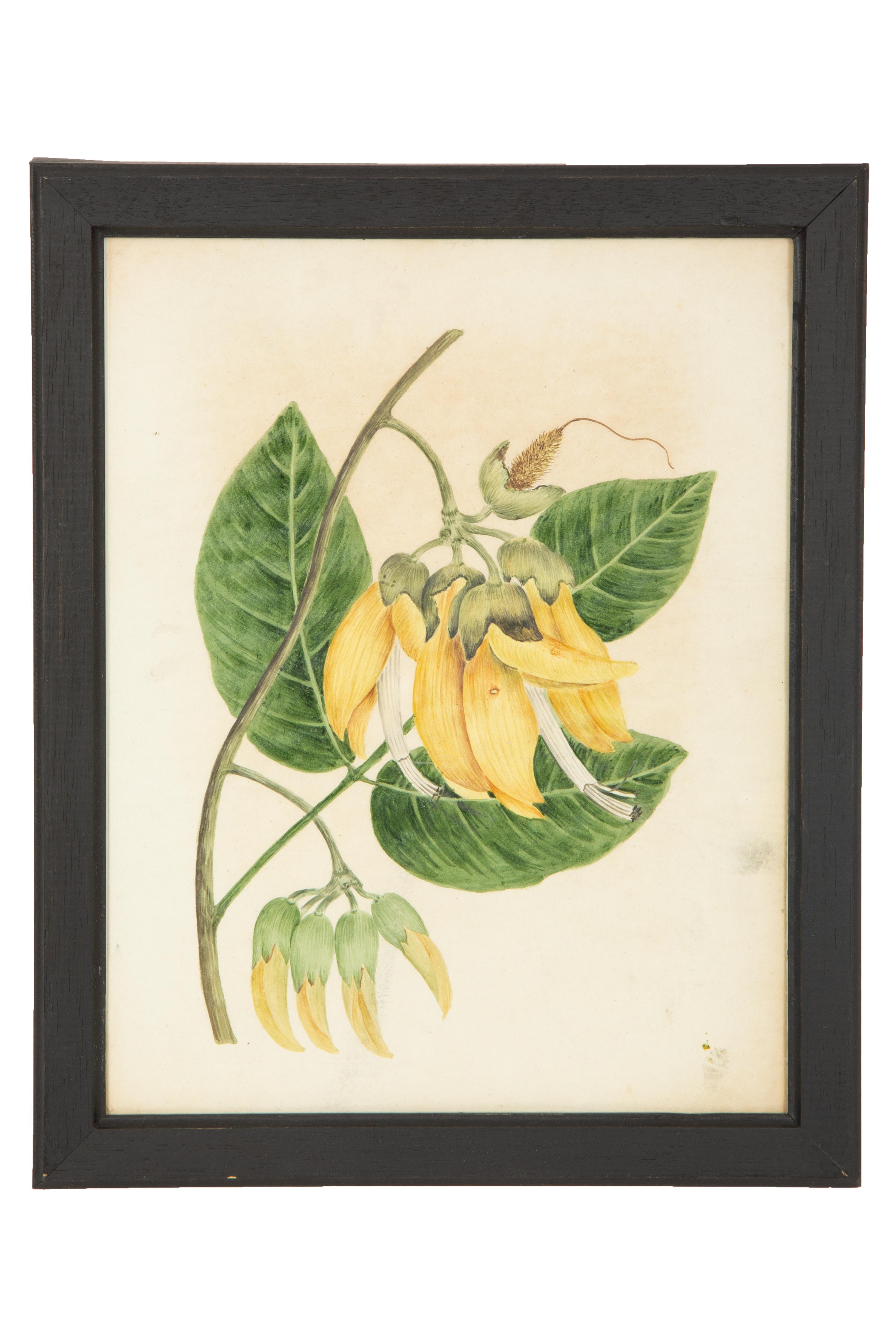 A Set of Eighteen Framed English Botanical Watercolor Illustrations