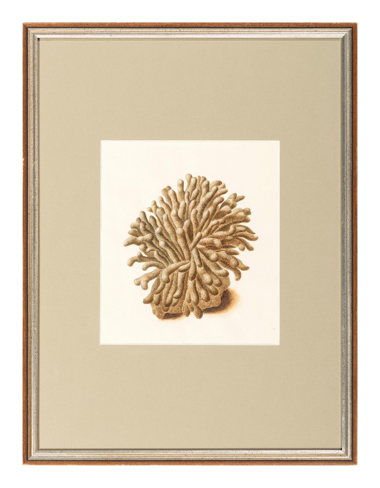 Six Hand-Colored Shell and Coral Engravings