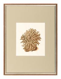 Six Hand-Colored Shell and Coral Engravings